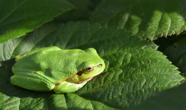 Yeşil ağaç kurbağası