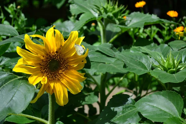 Żółty słonecznik ozdobny — Zdjęcie stockowe