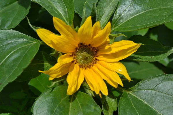 Žlutá dekorativní slunečnice — Stock fotografie
