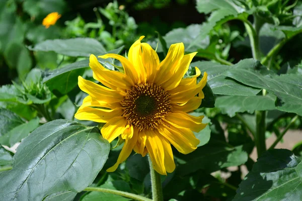 Žlutá dekorativní slunečnice — Stock fotografie