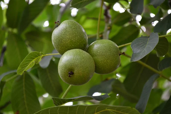 Walnut green — Stock Photo, Image