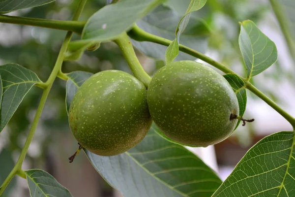 Walnut green — Stock Photo, Image