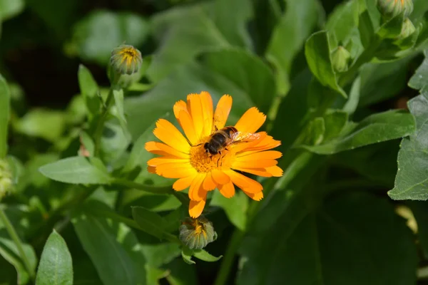 A mosca na flor — Fotografia de Stock