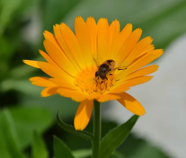 Fluga på blomman — Stockfoto