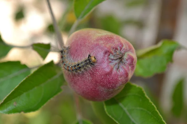 De worm in de appel Stockafbeelding