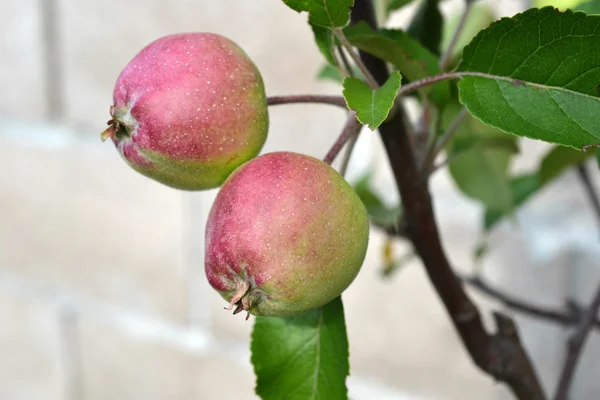 Small ovaries apples — Stock Photo, Image