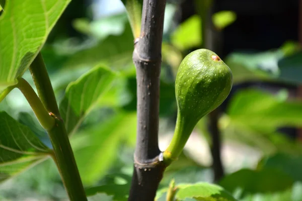 Fichi a bacca — Foto Stock