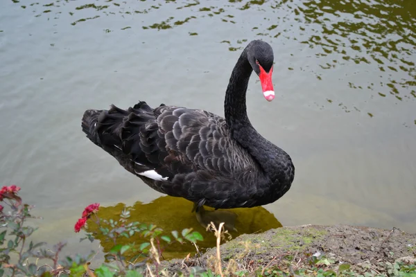 Black beautiful Swan — Stock Photo, Image