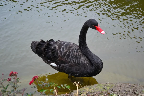 Fekete gyönyörű hattyú — Stock Fotó