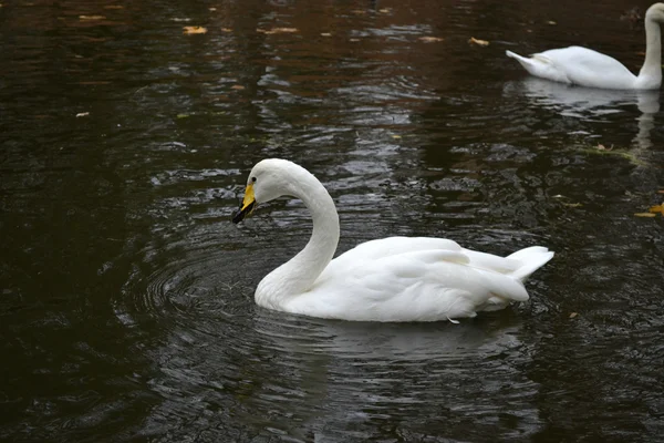 Cisne bonito branco — Fotografia de Stock