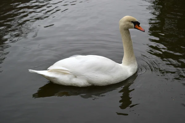 White beautiful Swan — Stock Photo, Image