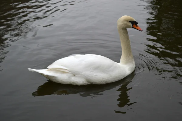 Weißer schöner Schwan — Stockfoto