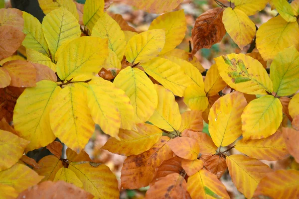 Красивые листья осенью — стоковое фото