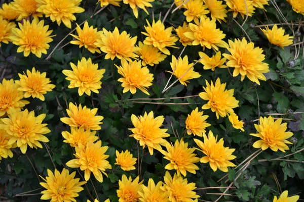 Gele chrysant — Stockfoto