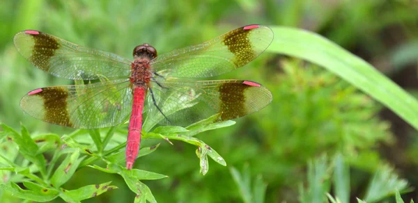 Libelle rosa — Stockfoto