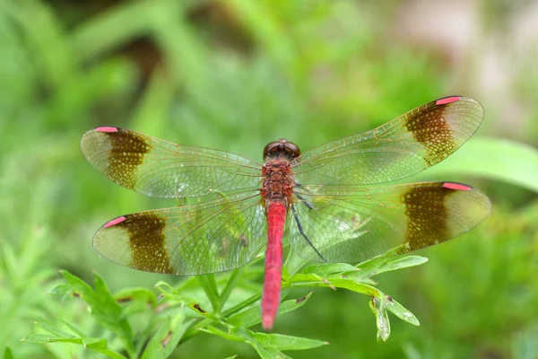 Pink dragonfly — Stock Photo, Image