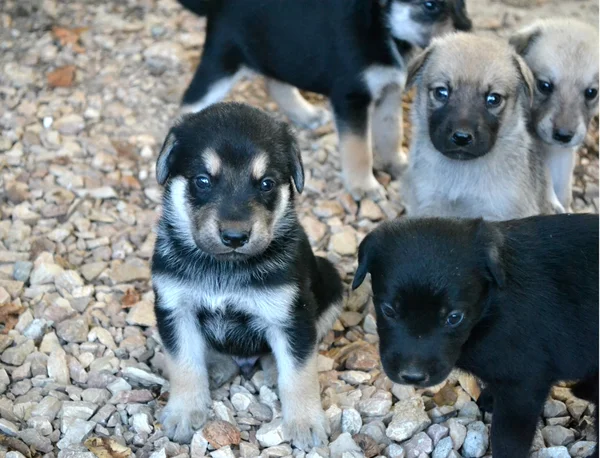 Small dogs — Stock Photo, Image