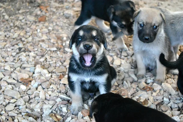 Small dogs — Stock Photo, Image