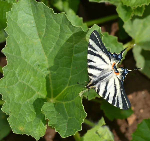 Sommerfugl i svart stripe – stockfoto