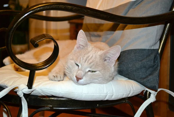 Persikova a cat dozing in a chair forged — Stock Photo, Image