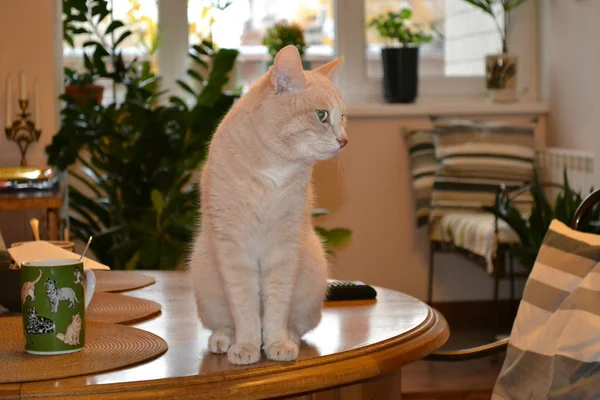 Peach the cat on the dining table — Stock Photo, Image