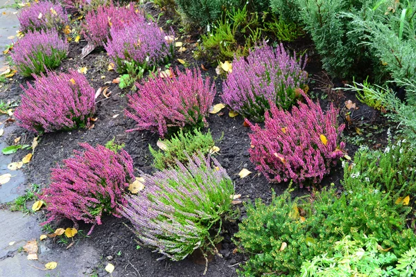 Purple Heather on a bed of autumn — Stock Photo, Image