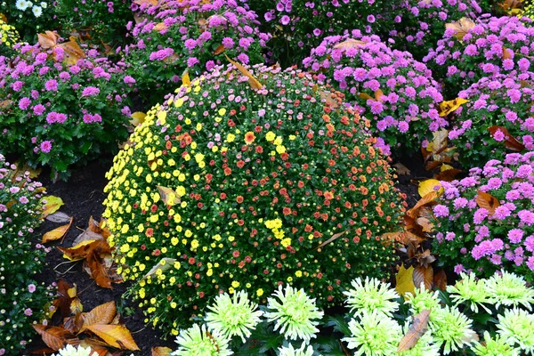 Bolvormige struik van chrysanten — Stockfoto