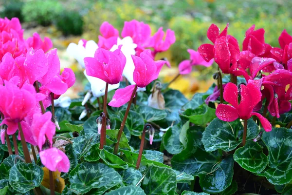 Cyclamen of Alpine violet — Stockfoto