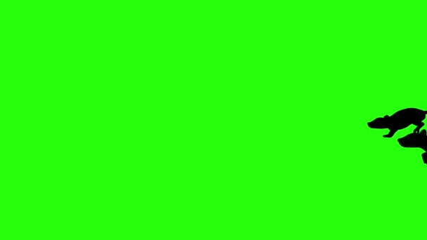 Анимация Симпатичных Серых Крыс Зеленом Экране — стоковое видео