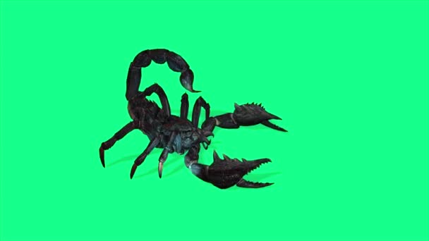Animation Scorpion Forestier Dans Une Posture Agressive Sur Écran Vert — Video