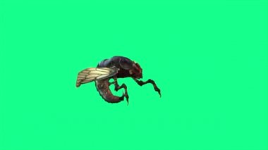 4k Arı Uçuyor ve Yeşil Ekran 'a Saldırıyor - 3D Canlandırmalar