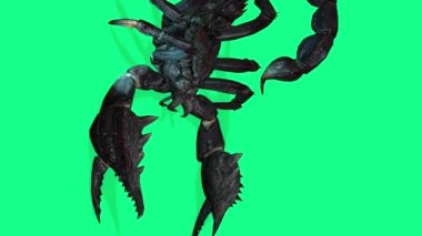 dikey video 4k animasyonu - Orman akrebi yeşil ekranda agresif bir duruş içinde 