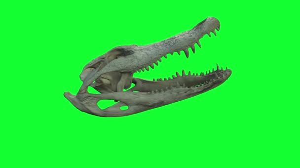 Animation Medium Close Shot Saltwater Crocodile Skull Teeth Green Screen — Stock Video