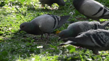 Yiyecek arayan ve parktaki çimlerde beslenen güvercin sürüsü.