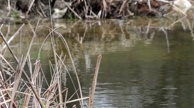 Dalgalanan suda yatan yaşlı ağaç.