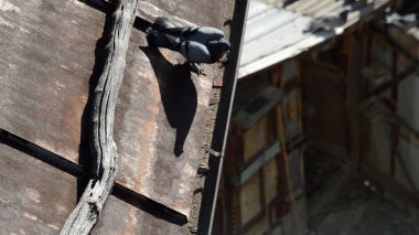 Evcil güvercinler güvercinlikte dinleniyor