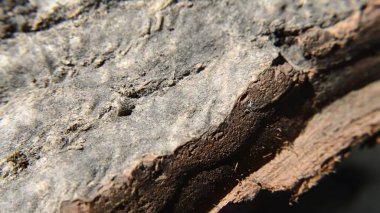 Kırık ağaç kabuğunun yakın görünümü döndür