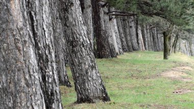 Eski doğal orman ormanı, ağaçlar arka plan, yeşil doğa manzarası