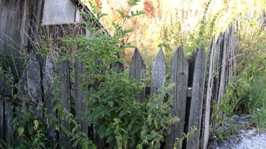 Lichen ve çivilerle kaplı eski ahşap çit.