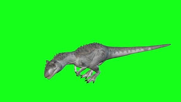 Animation Allosaurus Marcher Sur Fond Écran Vert Monde Des Dinosaures — Video