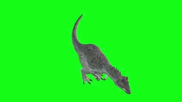 Animación Allosaurus Caminando Sobre Fondo Pantalla Verde Mundo Los Dinosaurios — Vídeo de stock