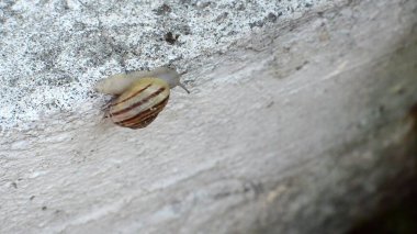 3D illüstrasyon - Duvardaki bir salyangozu kapat