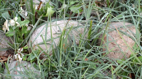 Illustration Nahaufnahme Eines Mit Gras Bedeckten Felsens — Stockfoto