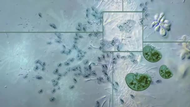 Анимация Вирусы Микроскопом Бактерии — стоковое видео