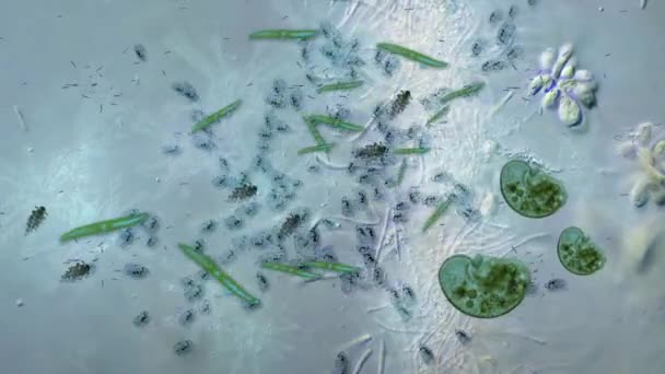 Animatie Van Virussen Onder Microscoop Bacteria Virus — Stockvideo