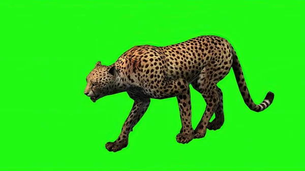 Ilustração Cheetah Isolado Tela Verde — Fotografia de Stock