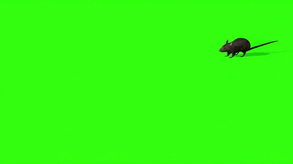 Ілюстрація Милого Сірого Щура Зеленому Екрані — стокове фото