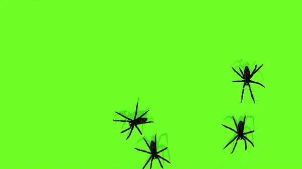 Ілюстрація Павуків Зеленому Екрані — стокове фото
