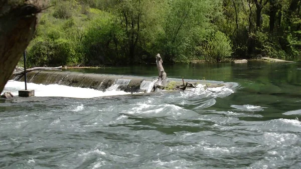 Illustration Bäume Ufer Des Flusses — Stockfoto