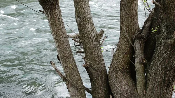 Illustration Großer Alter Baum Wasserstrom — Stockfoto